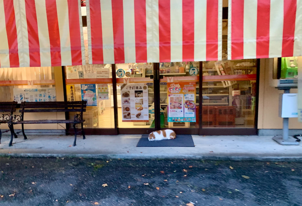 Cat in front of a convenience store